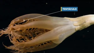 VIDEO: Investigadores descubren criatura gigante con tentáculos en el Pacífico